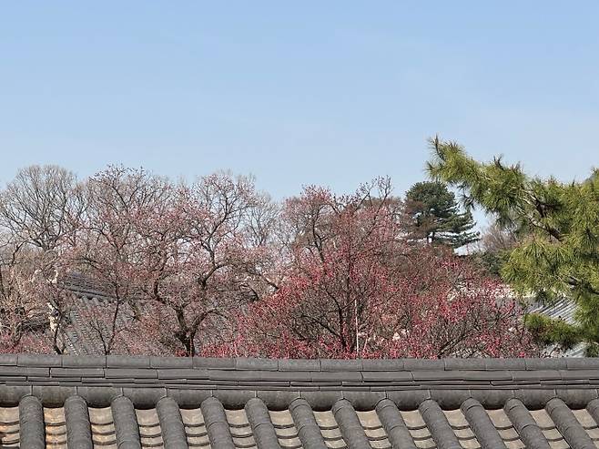 멀리 보이는 홍매화의 모습