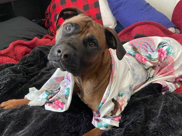 2019년 경기 여주시의 개농장에서 구조돼 해외로 입양 간 '봄이'. 지금은 한 가정의 반려견으로 살아가고 있다. 한국 휴메인 월드 포 애니멀즈 제공