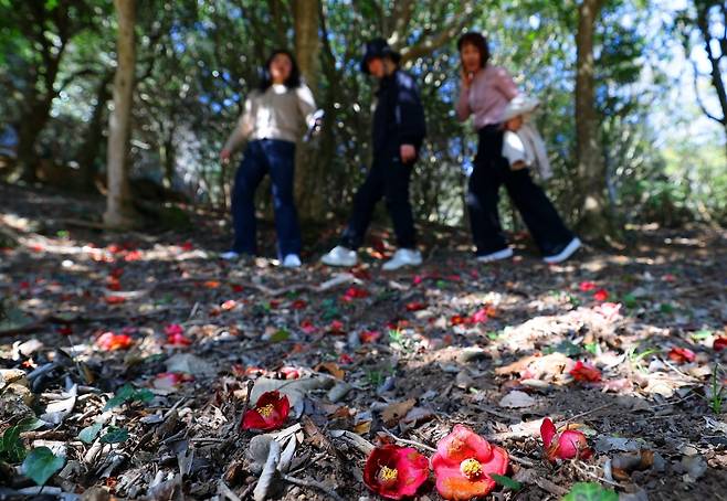 전남 강진군 도암면 백련사 동백나무 숲에서 열린 제2회 강진동백축제에 관람객들이 꽃을 바라보며 길을 걷고 있다. 사진=연합뉴스