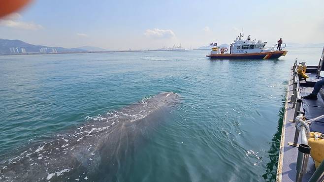 광양항 앞에서 발견된 대형 고래 / 사진=여수해양경찰서 제공