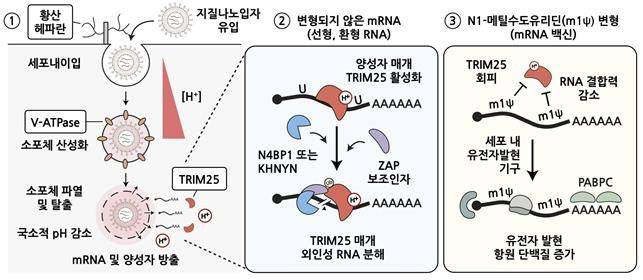 mRNA 백신의 주요 세포 조절 경로와 N1-메틸수도유리딘 변형 염기 효과의 분자 기전 [김빛내리 단장팀 제공. 재판매 및 DB 금지]