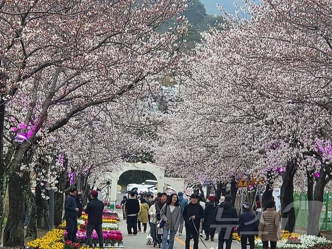 제3회 고창벚꽃축제(고창군 제공. 재판매 및 DB금지)
