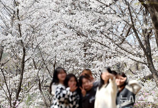[대구=뉴시스] 이무열 기자 = 포근한 봄 날씨를 보인 3일 대구 달서구 계명대학교 성서캠퍼스에서 학생들이 만개한 벚꽃 배경으로 사진을 찍고 있다. 2025.04.03. lmy@newsis.com