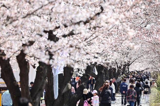 6일 오후 서울 영등포구 여의도 윤중로를 찾은 시민들이 개화한 벚꽃을 감상하며 봄기운을 만끽하고 있다. 2025.4.6/뉴스1 ⓒ News1 김도우 기자