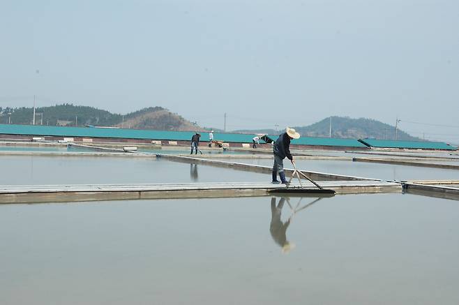 한 염전에서 인부들이 나무판으로 바닥에 가라앉은 소금을 긁어 모으고 있다. 기사 내용과는 무관함./조선DB