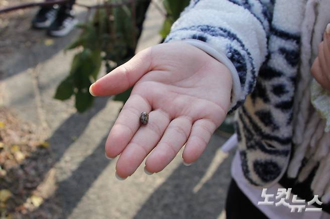 아주까리 열매를 까보면 공룡알 같이 생겼다. 반웅규 기자