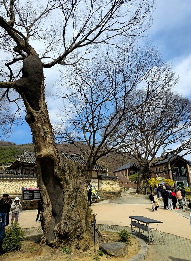 육괴정 느티나무.