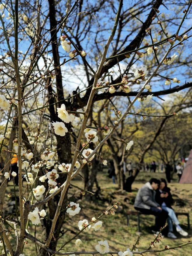 산수유 군락지 매화.