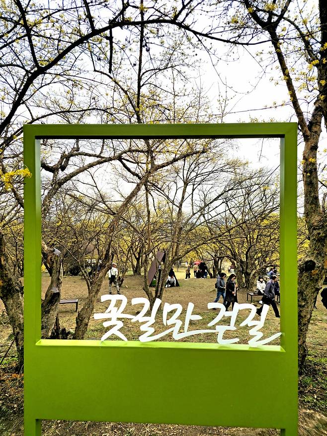 산수유 군락지 포토존.