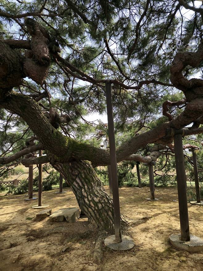 반룡송.