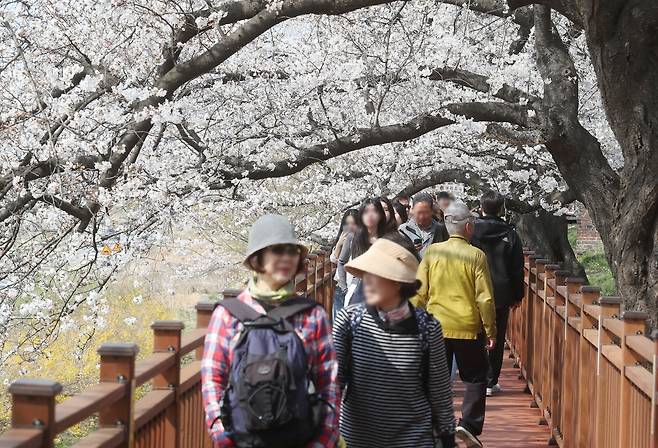 충북 청주시 무심천 일원 벚꽃축제에서 방문객들이 벚꽃길을 걷고 있다. 청주시 제공
