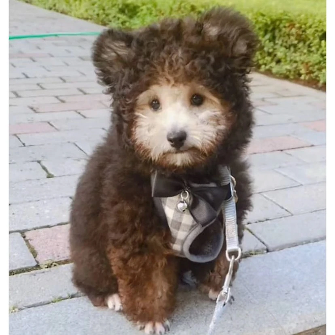 강쥐2.png 여름에 강아지 옷을 왜입히나요?.jpg