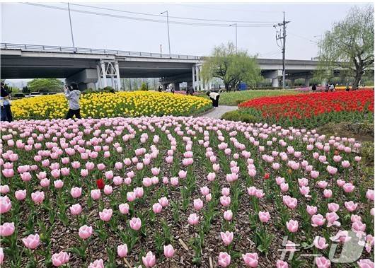 2024년도 튤립 개화 전경(부산시청 제공. 재판매 및 DB 금지)