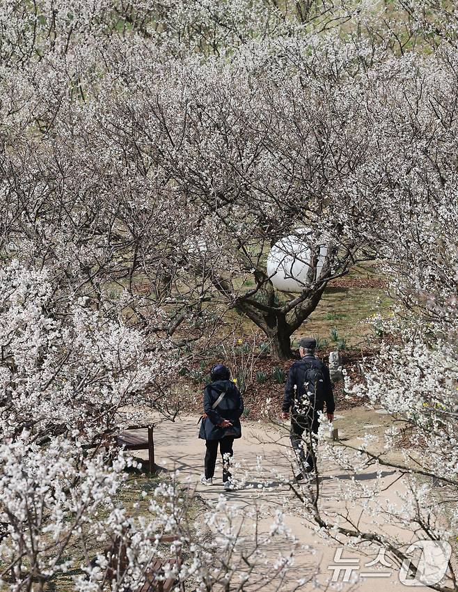 완연한 봄날씨를 보인 8일 오전 경기 용인시 처인구 에버랜드 하늘정원길에 매화가 만개해 있다. 2025.4.8/뉴스1 ⓒ News1 김영운 기자