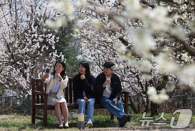 완연한 봄날씨를 보인 8일 오전 경기 용인시 처인구 에버랜드 하늘정원길에 매화가 만개해 있다. 2025.4.8/뉴스1 ⓒ News1 김영운 기자