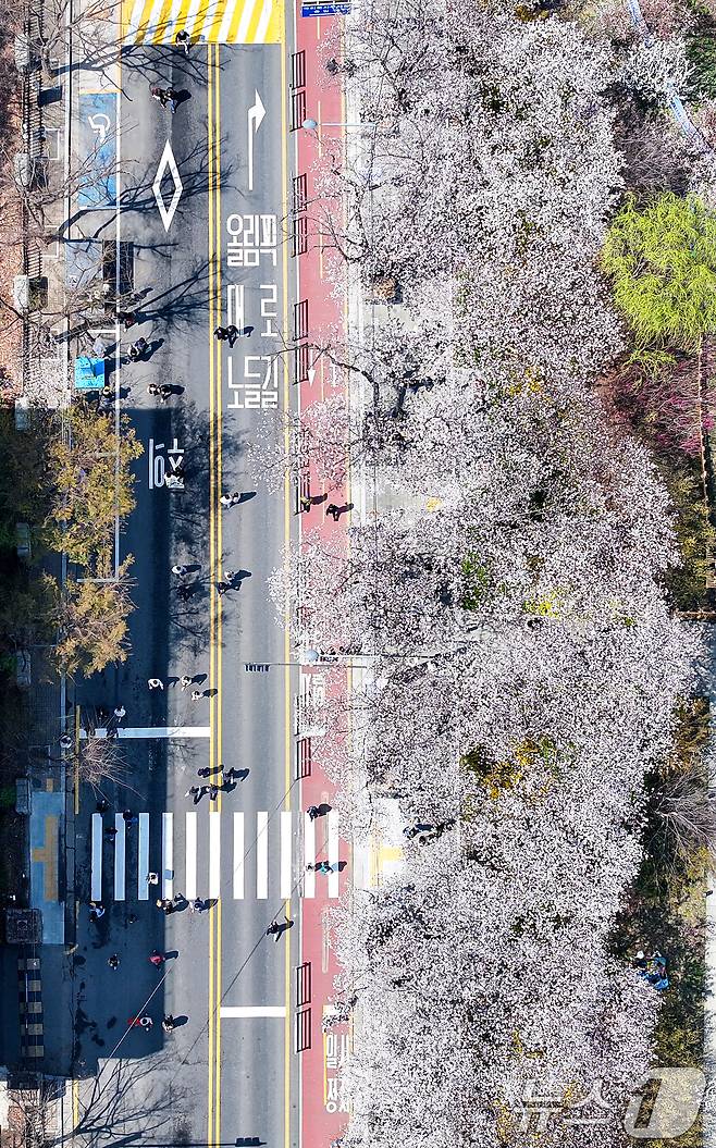 8일 서울 영등포구 여의도 윤중로에서 열리는 2025 여의도 봄꽃축제를 찾은 찾은 상춘객들이 벚꽃길을 걸으며 봄을 만끽하고 있다. 2025.4.8/뉴스1 ⓒ News1 김진환 기자
