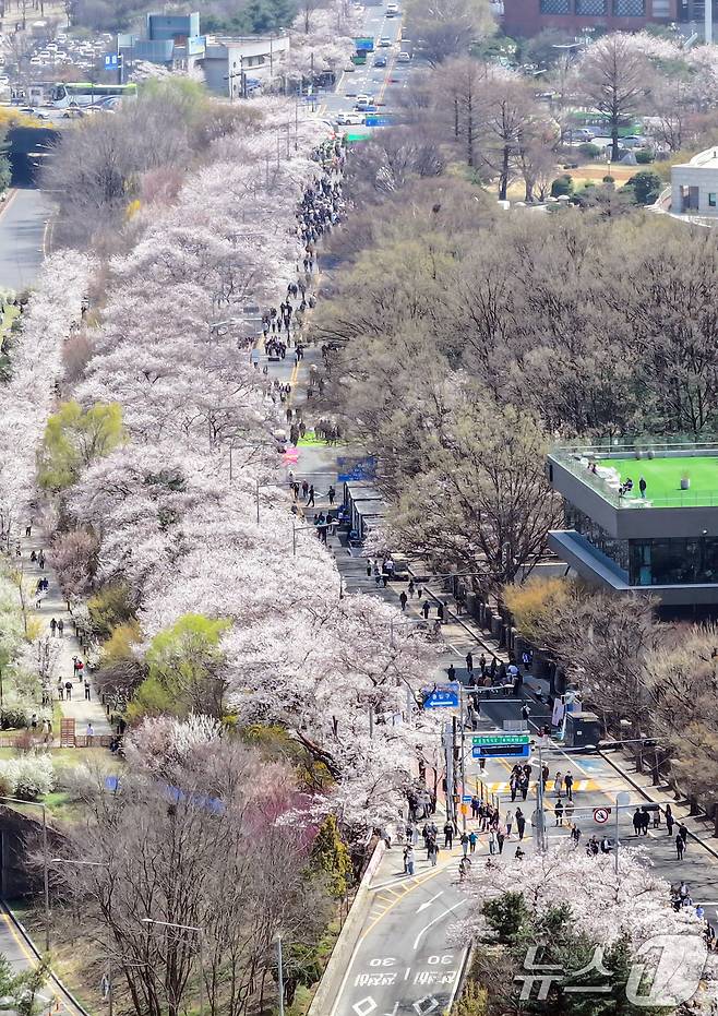 8일 서울 영등포구 여의도 윤중로에서 열리는 2025 여의도 봄꽃축제를 찾은 찾은 상춘객들이 벚꽃길을 걸으며 봄을 만끽하고 있다. 2025.4.8/뉴스1 ⓒ News1 김진환 기자