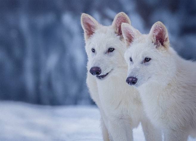 2024년 10월 1일 태어난 '다이어울프' 로물루스와 레무스. Colossal Biosciences 제공