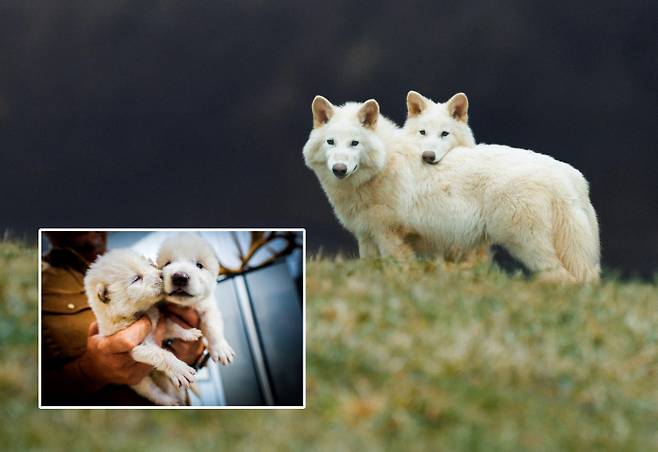 다이어울프 DNA를 기반으로 유전자를 편집해 태어난 늑대 로물루스와 레무스. 사진=Colossal Bioscience