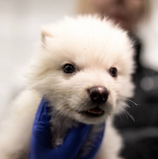 다이어울프 DNA를 기반으로 유전자를 편집해 태어난 늑대 칼리시. 사진=Colossal Bioscience