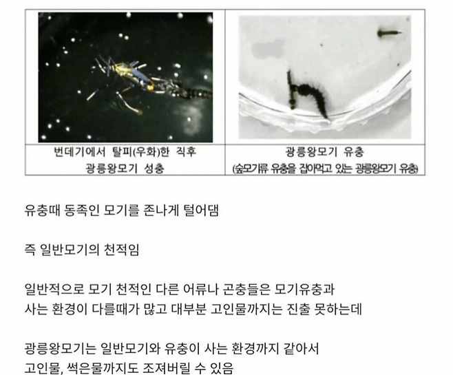 image-1.png 한반도에 서식하는 가장 큰 모기.jpg 한반도에 서식하는 가장 큰 모기.jpg