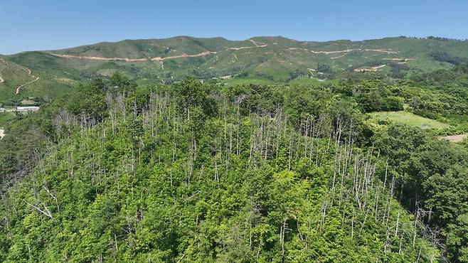 2024년 5월 강원 강릉시 옥계면 산불 피해 지역. 아래쪽은 산주의 반대로 인공조림이 이뤄지지 않아 이미 울창한 숲으로 변해 있다. 반대로 위쪽은 모두베기 벌채와 인공조림으로 인해 민둥산으로 변해버렸다. 최병성 제공