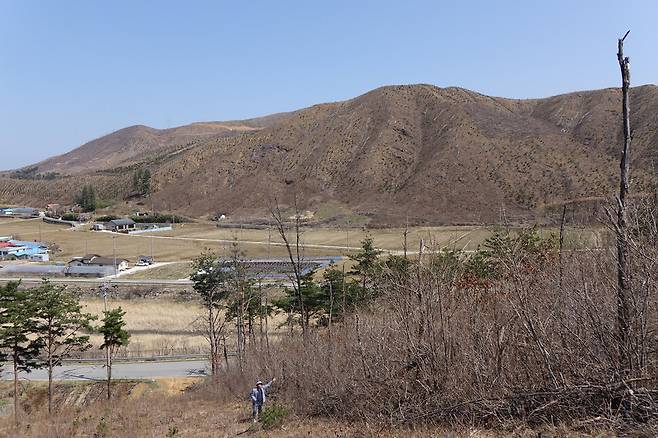 2025년 3월31일 강원 강릉시 옥계면 산불 피해 지역. 사진 아래쪽은 산주의 반대로 인공조림이 이뤄지지 않은 곳이다. 이미 참나무류 등 활엽수림이 어른 키의 2배 이상 크게 성장해 있다. 김양진 기자