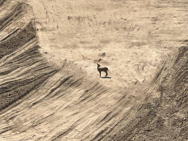 이달 초 찾아간 경기 남양주시 남양주진접2 공공주택지구에 야생동물이 나타났다. 김민호 기자