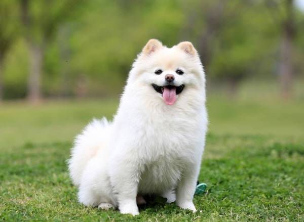 사람의 감정 표현 방식에 비추어 반려견 감정을 해석하면 감정을 곡해할 가능성이 있다./사진=클립아트코리아