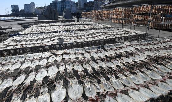 강원 강릉시 주문진의 한 덕장에서 햇볕에 오징어를 말리고 있는 모습. [연합뉴스]