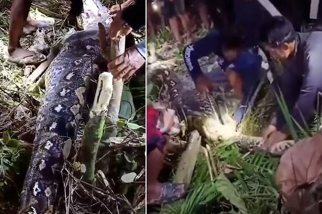 인도네시아 60대 여성이 비단뱀 뱃속에서 숨진 채 발견됐다. [데일리메일]