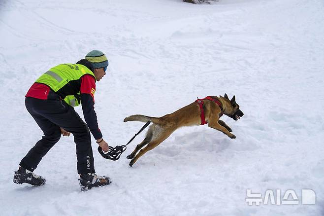 [콜 갈리나=AP/뉴시스] 지난달 25일(현지 시간) 이탈리아 코르티나 담페초 인근 콜 갈리나에서 눈사태를 가정한 구조훈련이 열린 가운데 구조견이 훈련을 하고 있다. 2025.04.07.