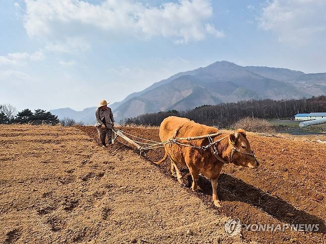 봄이 왔소 (단양=연합뉴스) 8일 충북 단양군 가곡면 보발리의 한 고추밭에서 소가 땅을 갈고 있다. 2025.4.8 [단양군 제공. 재판매 및 DB 금지] vodcast@yna.co.kr
