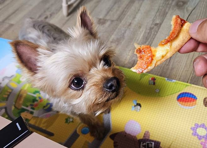 20250408_221325.jpg 저녁 배달 피자에 쏘주한잔