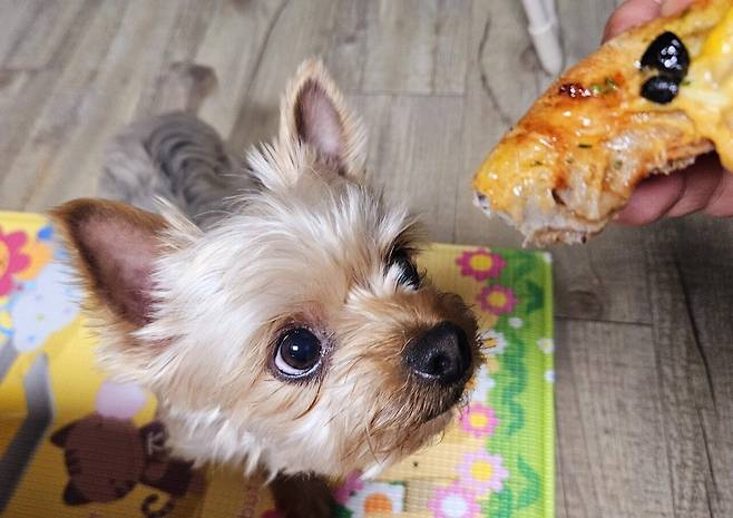 20250408_222150.jpg 저녁 배달 피자에 쏘주한잔