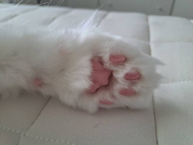 1000000771.jpg 우리집 고양이 젤리보고가세요