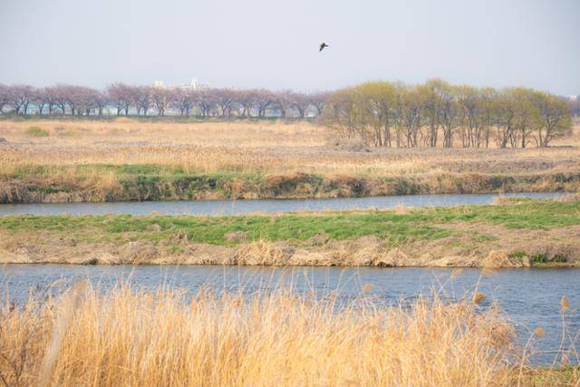 만경강 남쪽 습지 위로 새가 날고 있다. 강 건너편에 벚꽃길이 보인다.