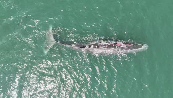 전남 광양항 주변을 맴돌고 있는 대형 향유고래의 모습. 얕은 물에 머무르면서 햇볕에 오래 노출돼 피부에 상처가 많다. 박근호 해양환경인명구조단 여수구조대장 제공