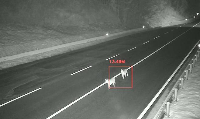 동물 찻길 사고 예방 및 모니터링 시스템을 통해 도로에 출현한 고라니들을 감지하고 있다.&nbsp; &nbsp; 포스코DX 제공