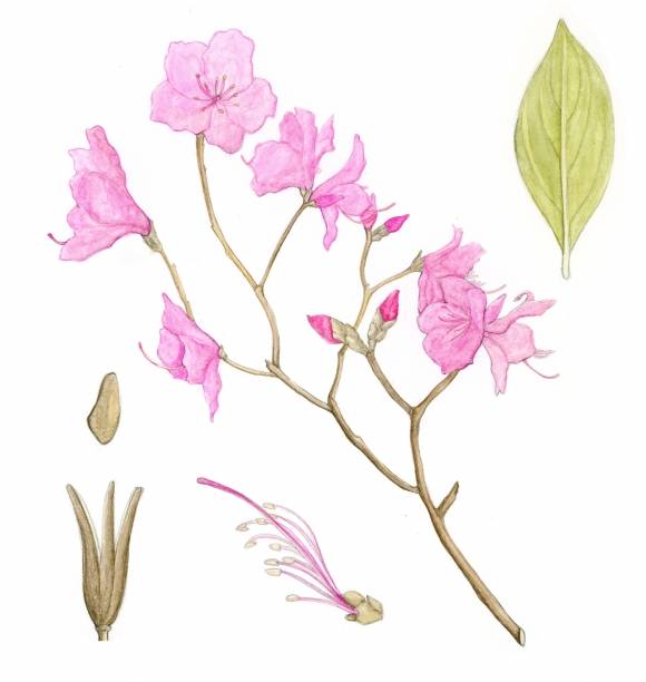 우리나라 전역에 분포하는 진달래. 두견화라고도 부른다. 가지에 잎이 돋기 전 분홍색 꽃 2~5송이가 모여 핀다.