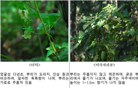 사진출처: 산림청 국립수목원