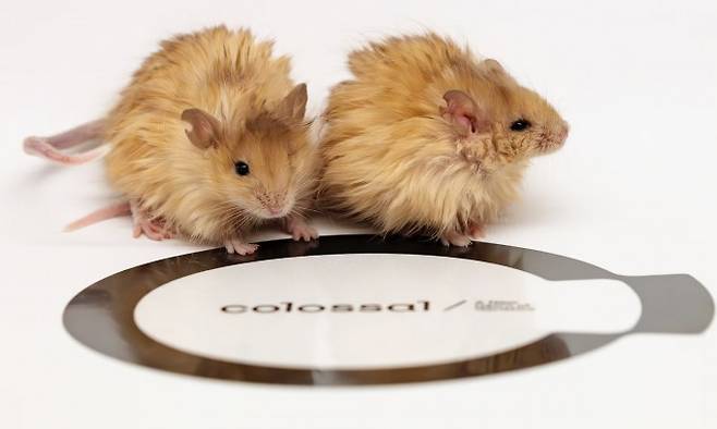 콜로설 바이오사이언시스가 유전자 편집으로 만들어 낸 털북숭이 쥐. Colossal Biosciences 제공