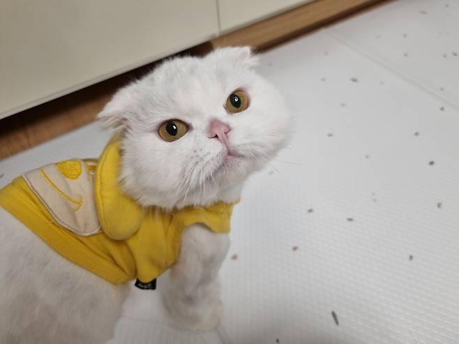저희 집 귀여운 강아지 자랑 좀 하겠습니다.
