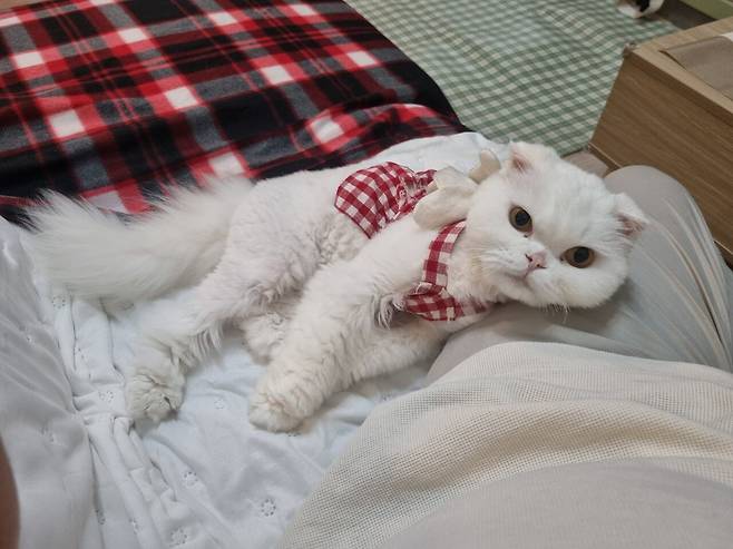 저희 집 귀여운 강아지 자랑 좀 하겠습니다.