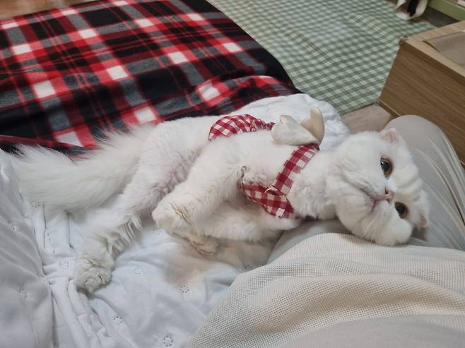 저희 집 귀여운 강아지 자랑 좀 하겠습니다.