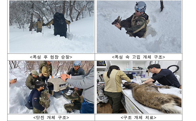 멸종위기 산양, 이례적 폭설에도 지난 겨울 무사히 넘