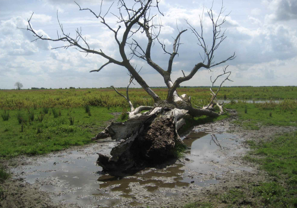 A scene from "Wistful Wilderness" (2010), directed by Digna Sinke (KOFA)