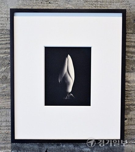 닻미술관 주전시관에 전시중인 이모젠 커닝햄 'STILLNESS' 사진전 중 Magnolia Bud 작품. 홍기웅기자