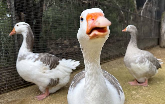 거위는 호기심이 아주 많은 동물로 알려져 있습니다. 카메라 렌즈를 가까이 가져가니 곧장 와서 살펴보고 있습니다. 표정을 보면 마치 '이것이 무엇인고?' 하고 궁금해하는 것 같습니다.  한주형 기자