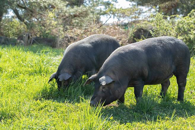 [세종=뉴시스] 제주 재래 흑돼지 '난축맛돈'. (사진=농촌진흥청 제공) *재판매 및 DB 금지